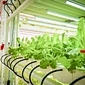 indoor hydroponic system