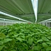 indoor hydroponic system